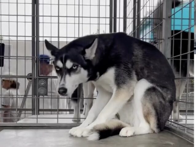 Husky abbandonato perché per la famiglia era “troppo”