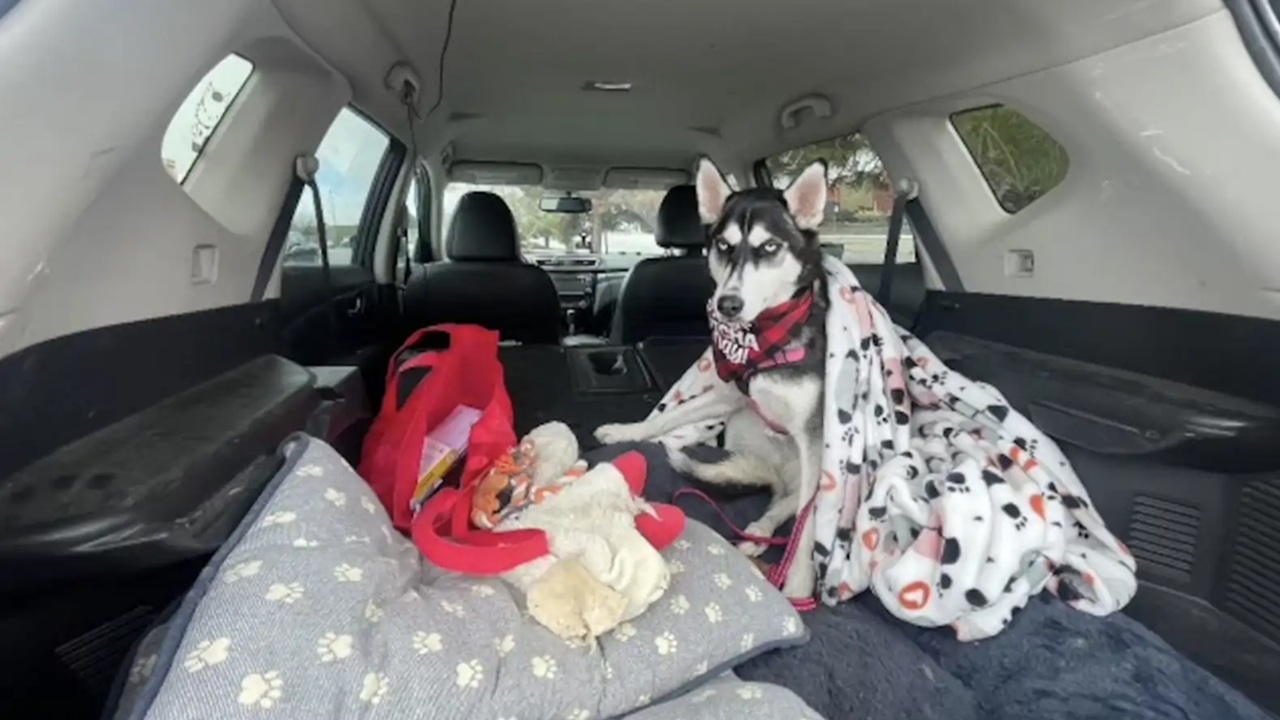 Husky abbandonato e salvato