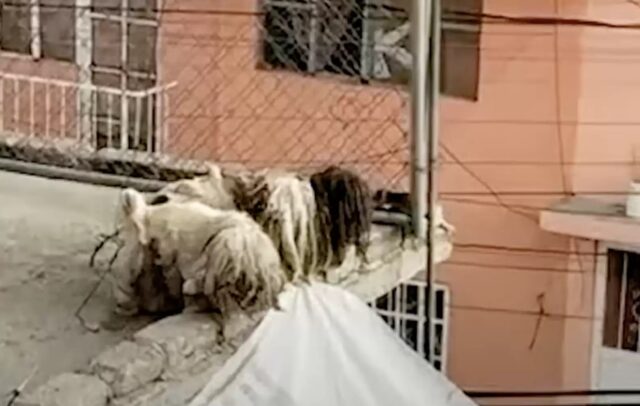 Il mucchio di stracci sul tetto è in realtà un cane