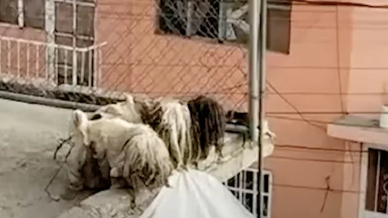 mucchio di stracci sul tetto è in realtà un cane