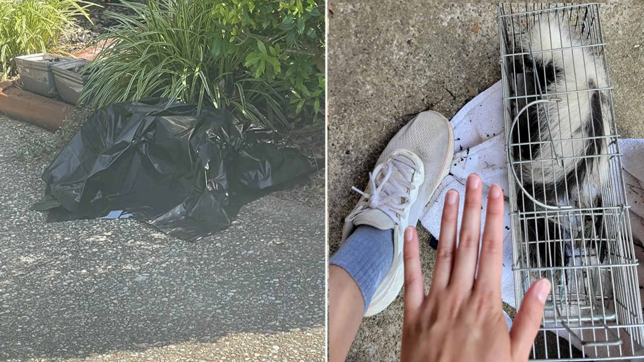 Pensava di aver trovato un cane nella busta di plastica