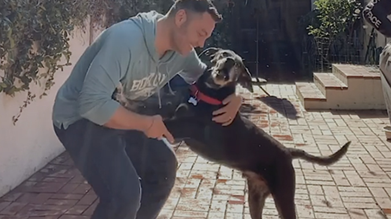 vip italiani e stranieri adottare cani gatti