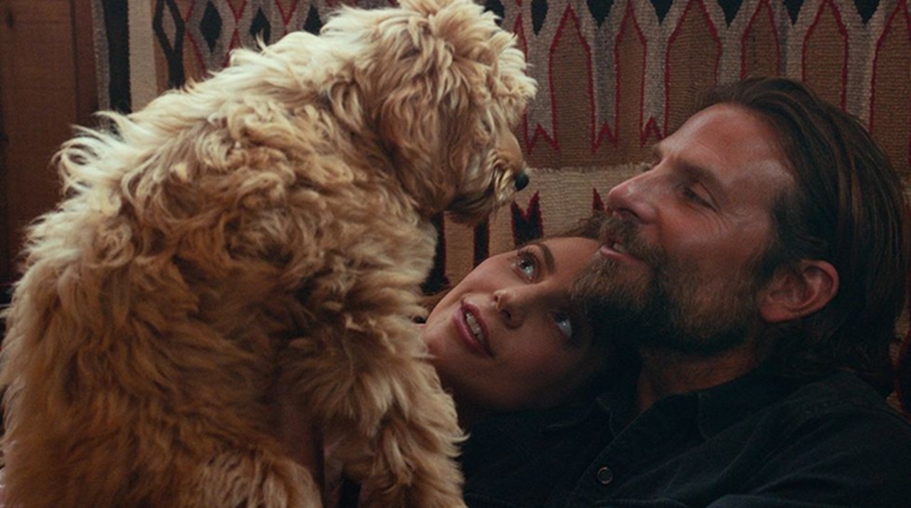 Bradley Cooper e il cane