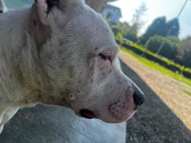 Cani costretti a vivere in un’auto e liberati solo di notte a Bologna