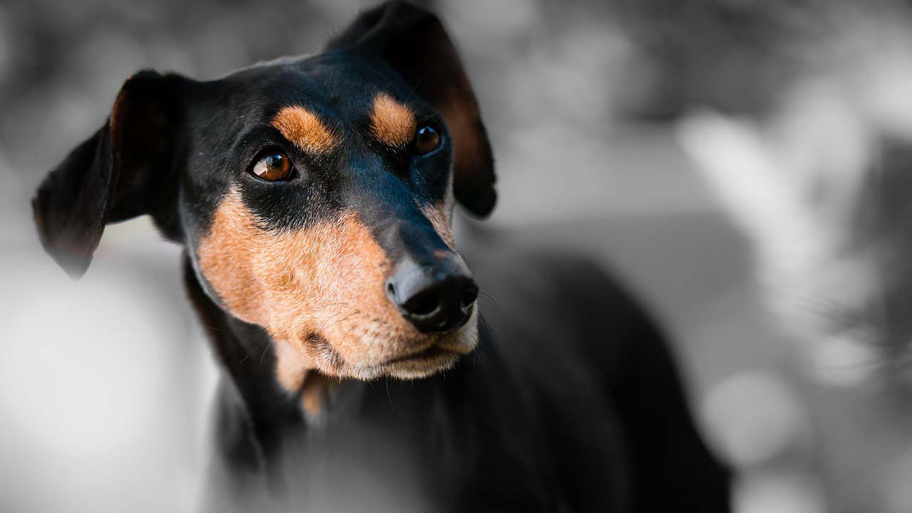 cani leggono nella mente dei proprietari
